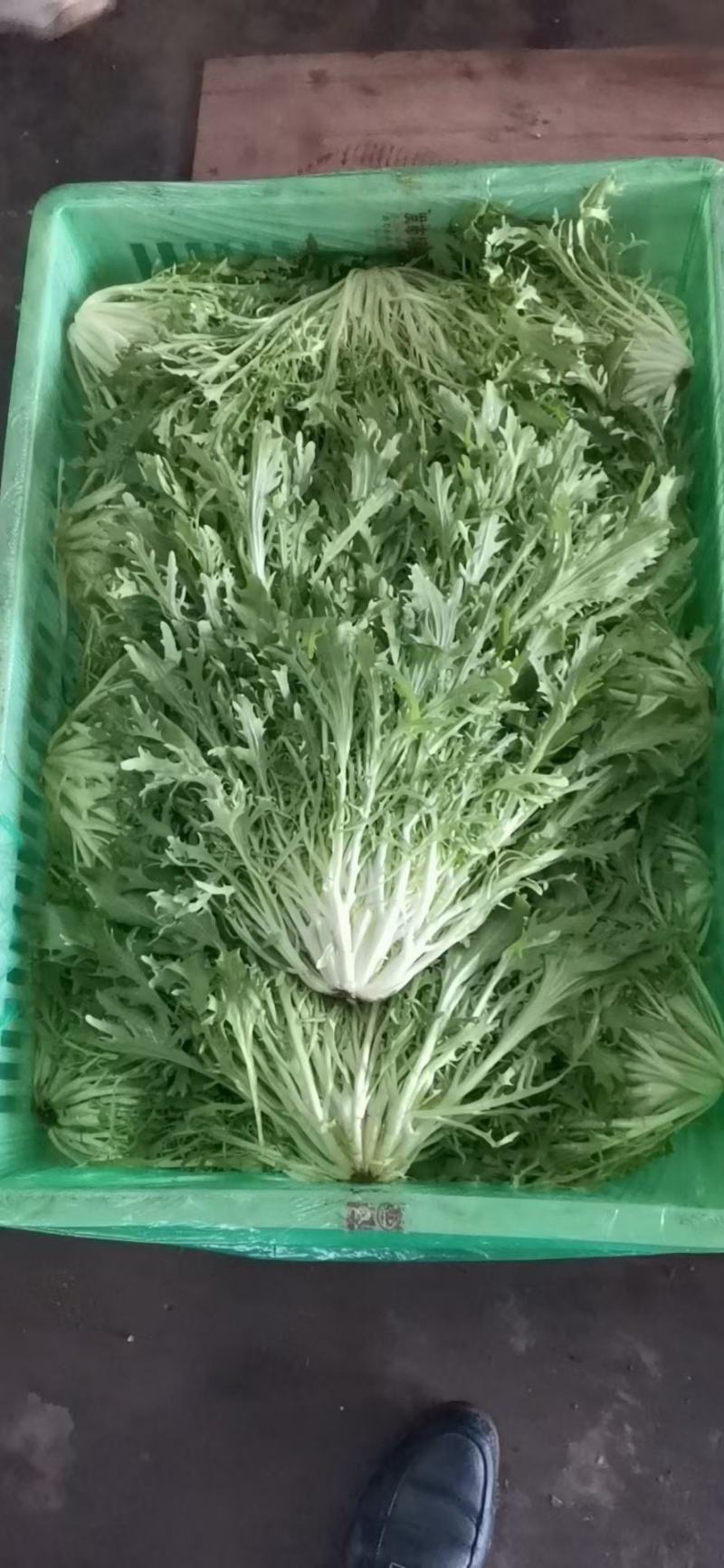 精品苦菊长年有货保证质量代发全国合作共赢