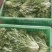精品苦菊长年有货保证质量代发全国合作共赢
