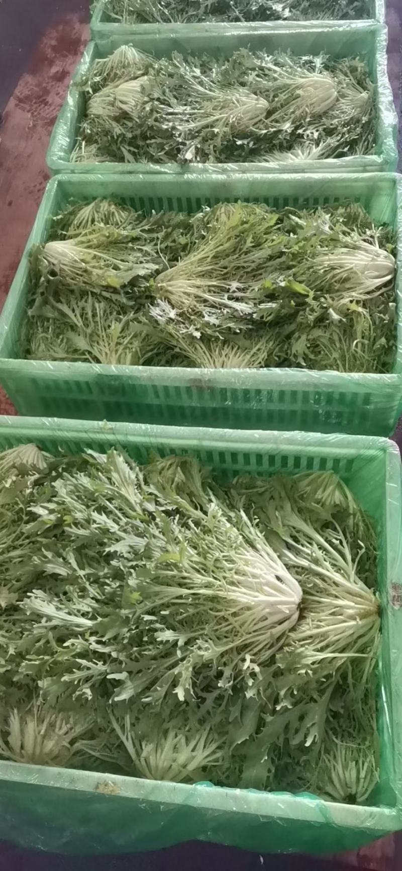 精品苦菊长年有货保证质量代发全国合作共赢