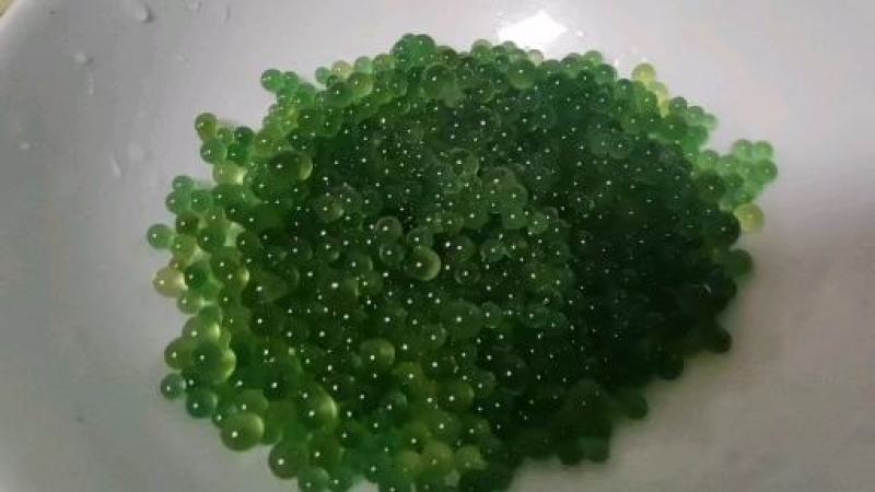 葛仙米绿色葛仙米新鲜葛仙米1斤特色农产品