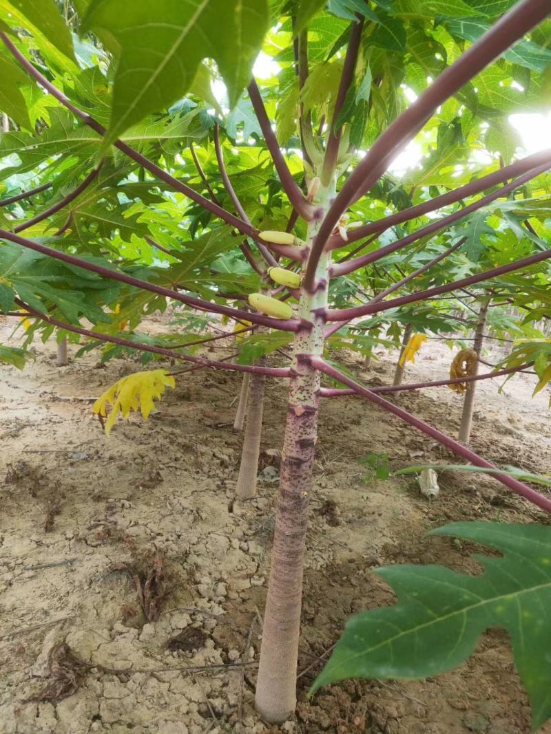 木瓜苗当年种植当年挂果，收到货时有断苗死苗免费补发