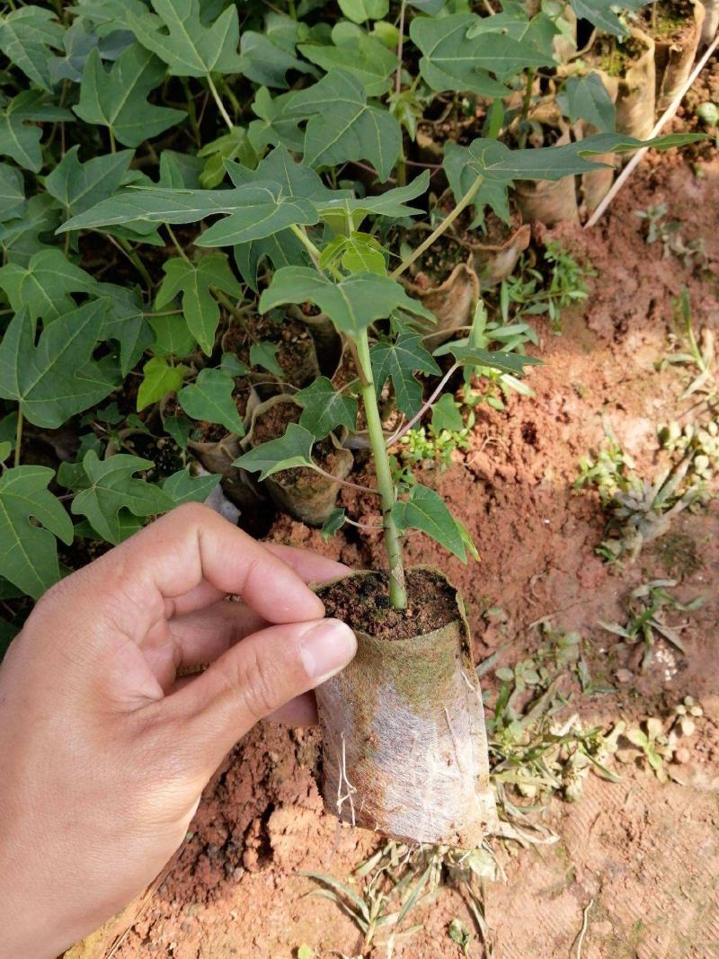 木瓜苗当年种植当年挂果，收到货时有断苗死苗免费补发