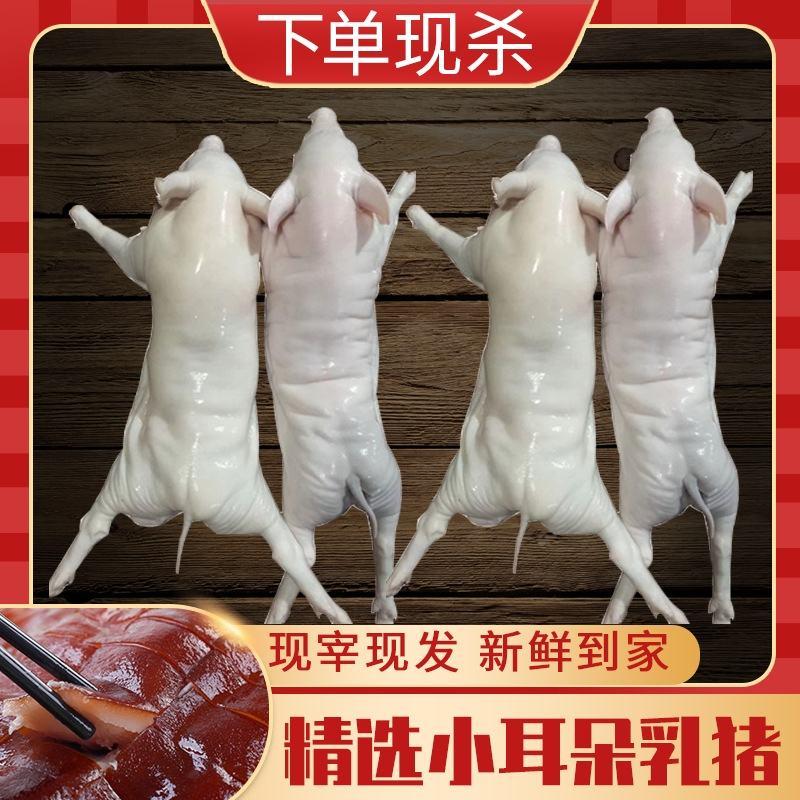 【包邮】广式脆皮乳猪新鲜活鲜冻小耳朵乳猪碳烤乳猪