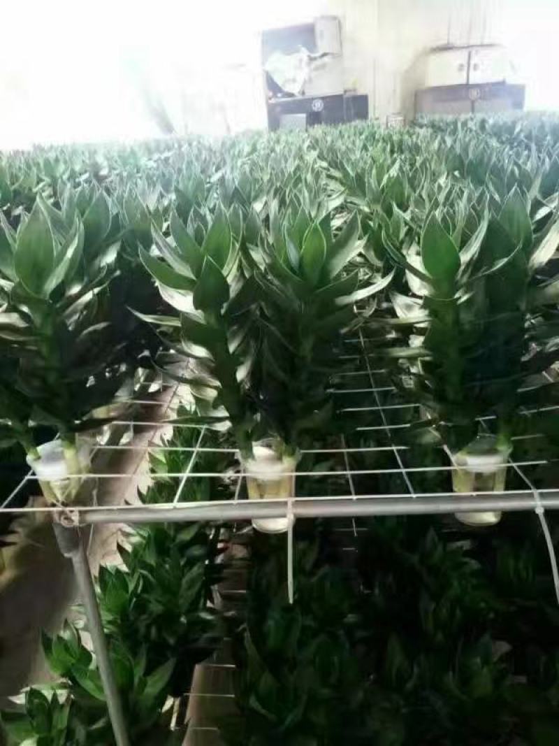 观音竹富贵竹水培植物盆栽室内办公室客厅转运竹绿植带花盆节