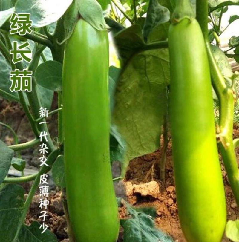 秦优绿长茄茄子种子早熟长棒型耐寒耐热绿皮顺直抗病春秋高产
