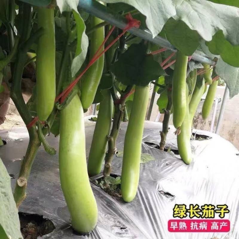 秦优绿长茄茄子种子早熟长棒型耐寒耐热绿皮顺直抗病春秋高产
