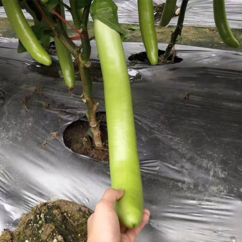 秦优绿长茄茄子种子早熟长棒型耐寒耐热绿皮顺直抗病春秋高产