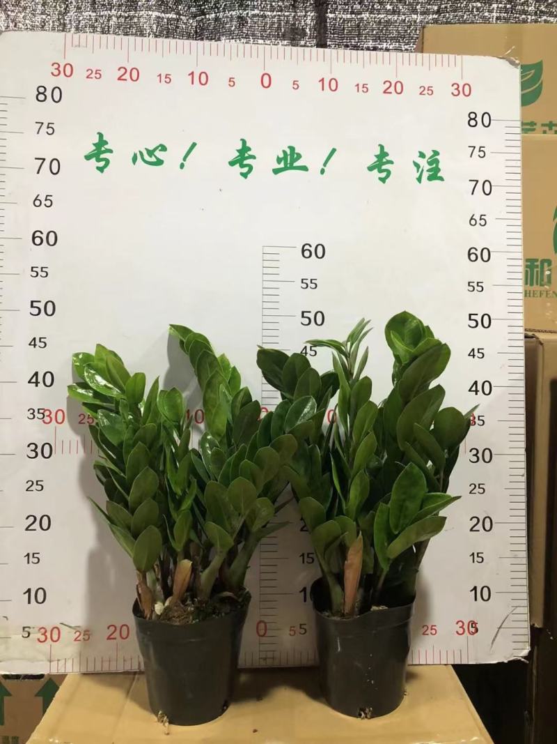 金钱树盆栽植物室内大棵钱串子招财树客厅办公室绿植送礼花卉