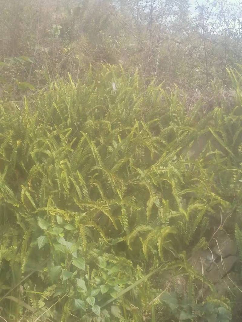 [精选]肾蕨，排骨草，产地直发，货量充足，欢迎采购
