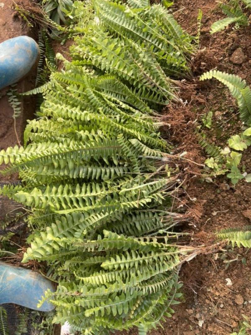 [精选]肾蕨，排骨草，产地直发，货量充足，欢迎采购