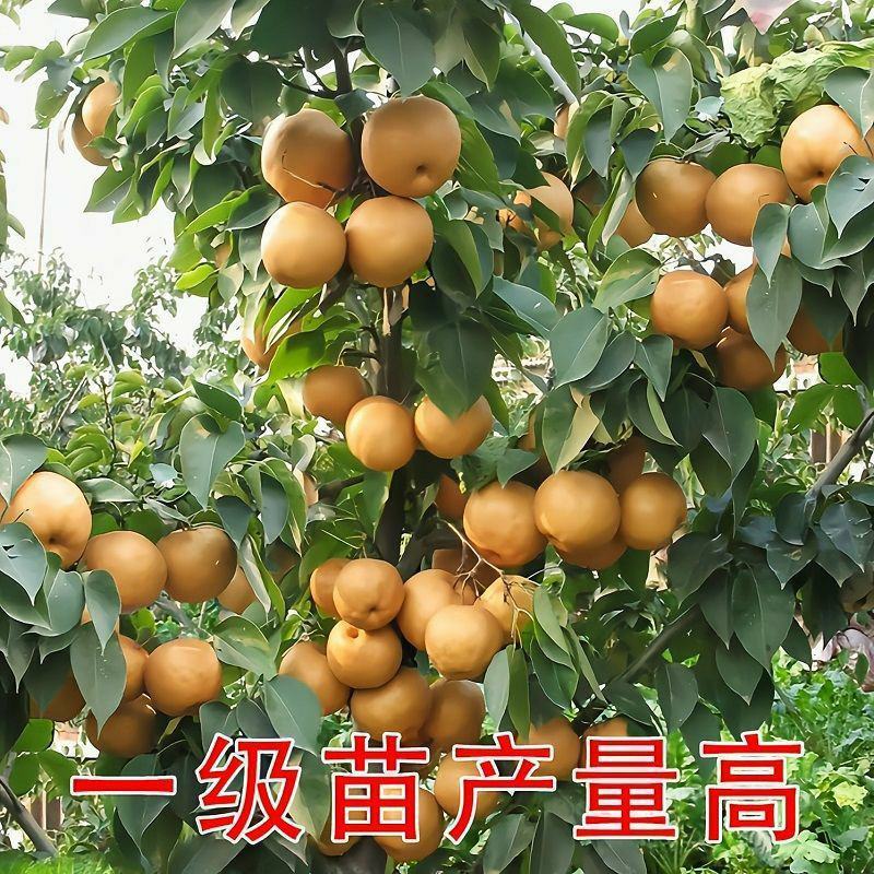 嫁接梨树苗新品种超甜特大砀山梨盆栽地栽当年结果南北方种植