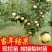 嫁接梨树苗新品种超甜特大砀山梨盆栽地栽当年结果南北方种植