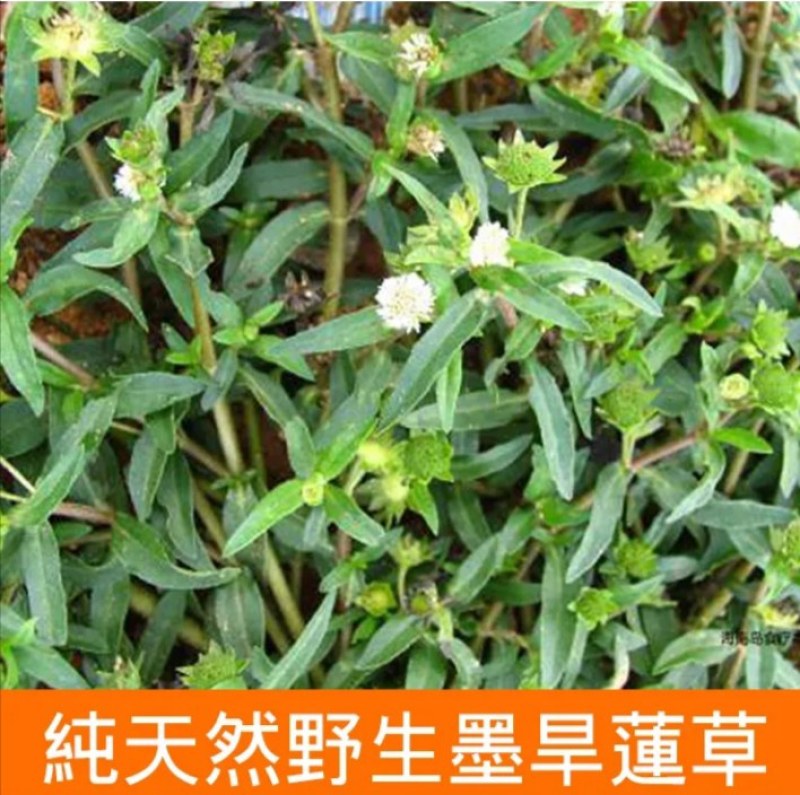 旱连草种子