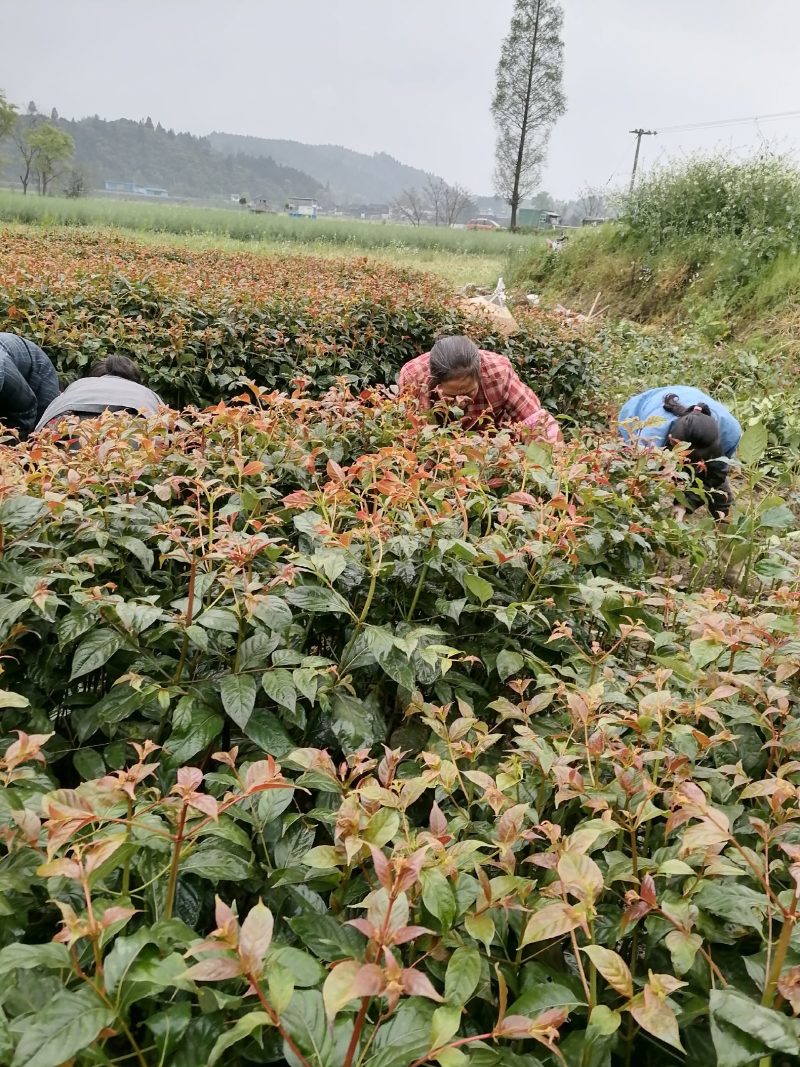 高产钩藤苗，成活率很高，谁种准丰收l，小投资大回报
