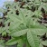 发财树盆栽植物花卉绿植陶瓷花盆办公室内盆栽净化空气