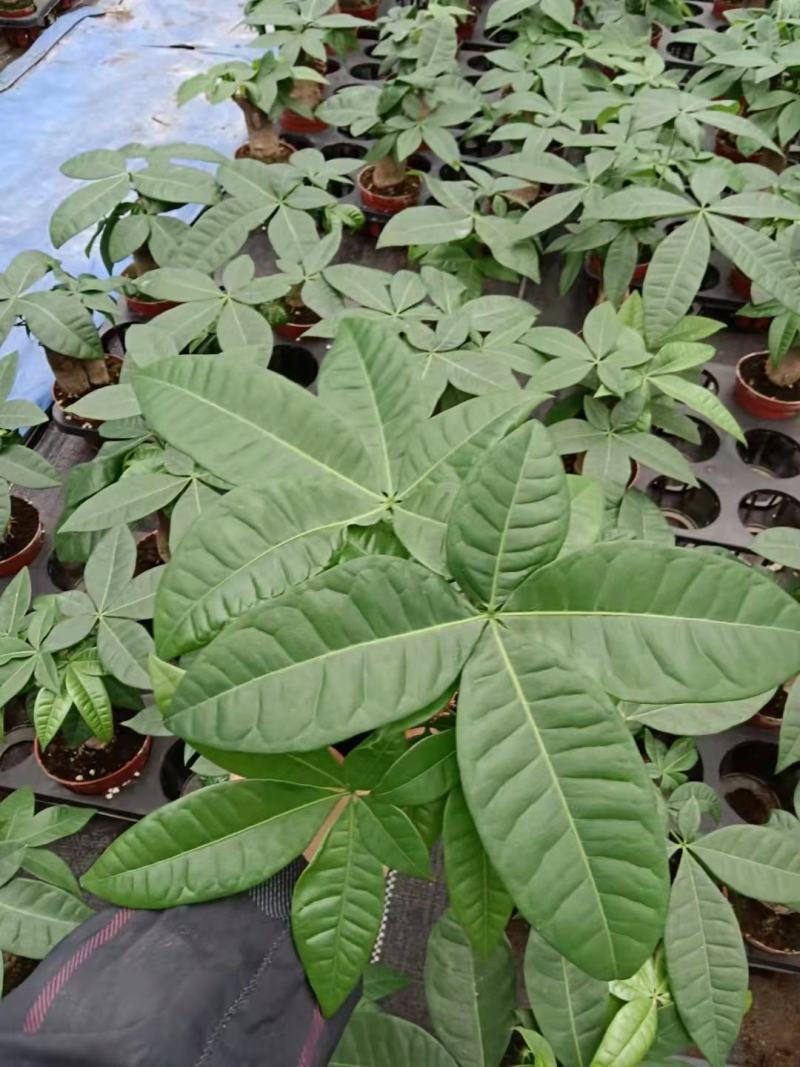 发财树盆栽植物花卉绿植陶瓷花盆办公室内盆栽净化空气