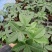 发财树盆栽植物花卉绿植陶瓷花盆办公室内盆栽净化空气