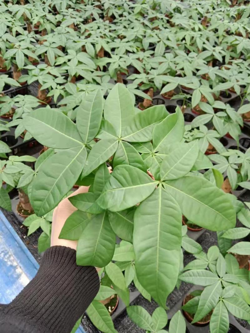 发财树盆栽植物花卉绿植陶瓷花盆办公室内盆栽净化空气