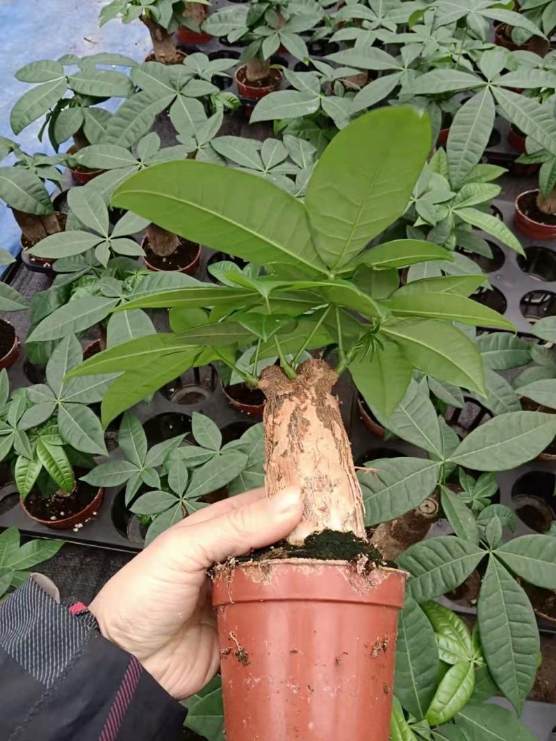 发财树盆栽植物花卉绿植陶瓷花盆办公室内盆栽净化空气