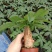 发财树盆栽植物花卉绿植陶瓷花盆办公室内盆栽净化空气