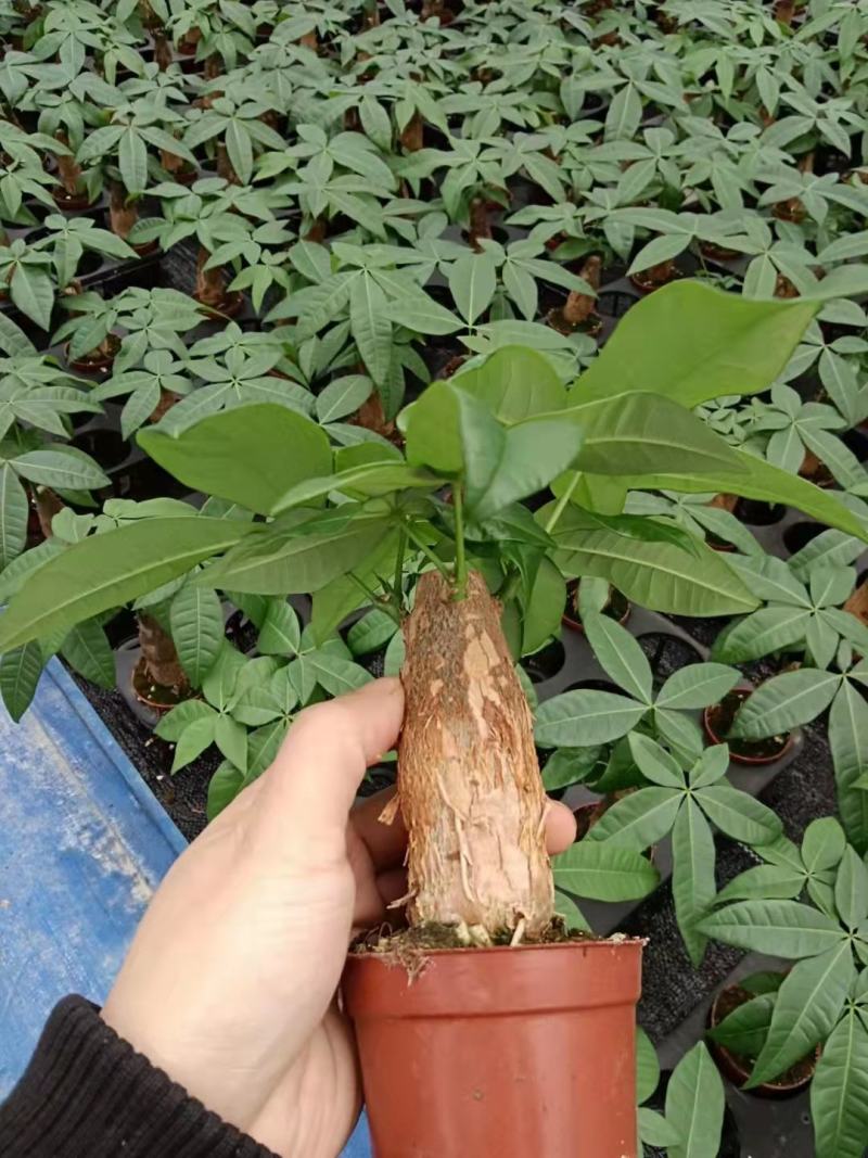 发财树盆栽植物花卉绿植陶瓷花盆办公室内盆栽净化空气