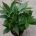 发财树盆栽植物花卉绿植陶瓷花盆办公室内盆栽净化空气