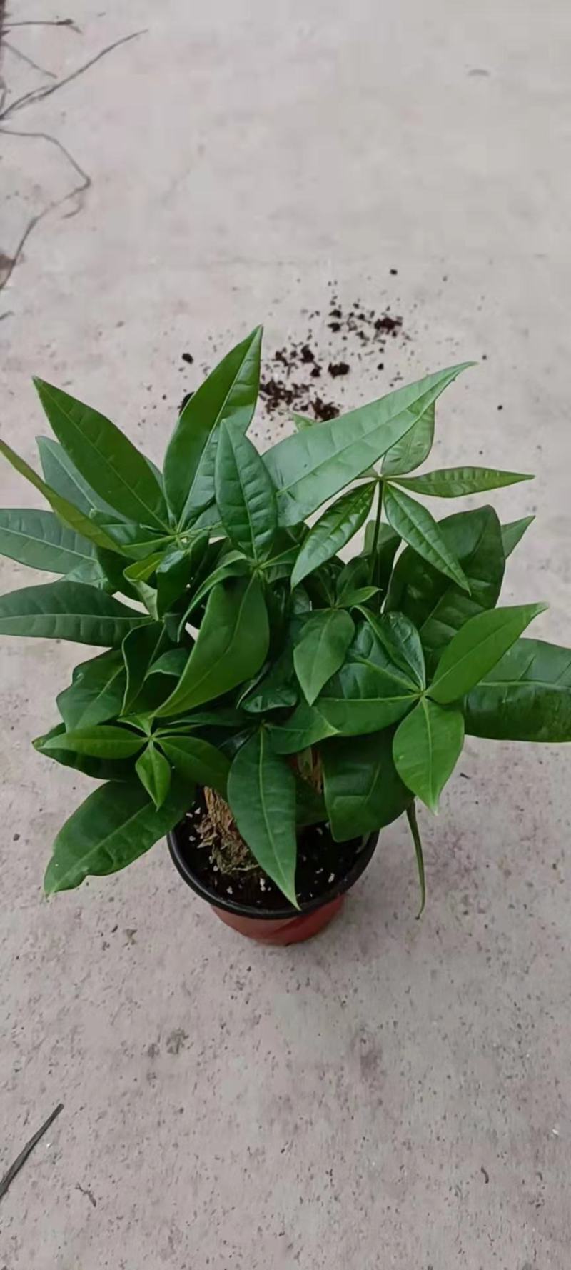 发财树盆栽植物花卉绿植陶瓷花盆办公室内盆栽净化空气