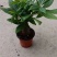 发财树盆栽植物花卉绿植陶瓷花盆办公室内盆栽净化空气