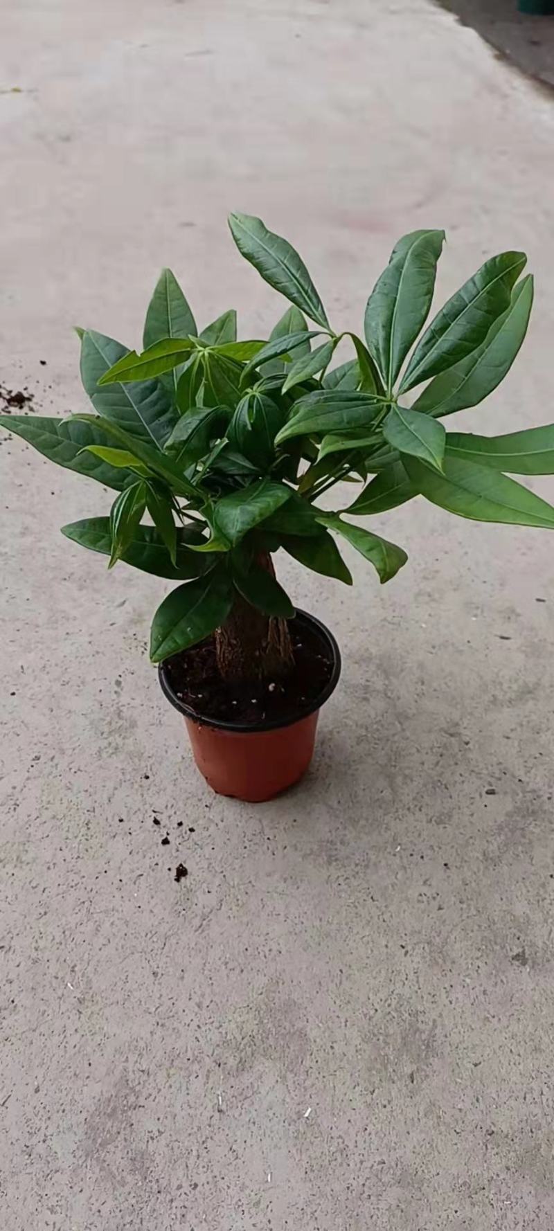 发财树盆栽植物花卉绿植陶瓷花盆办公室内盆栽净化空气