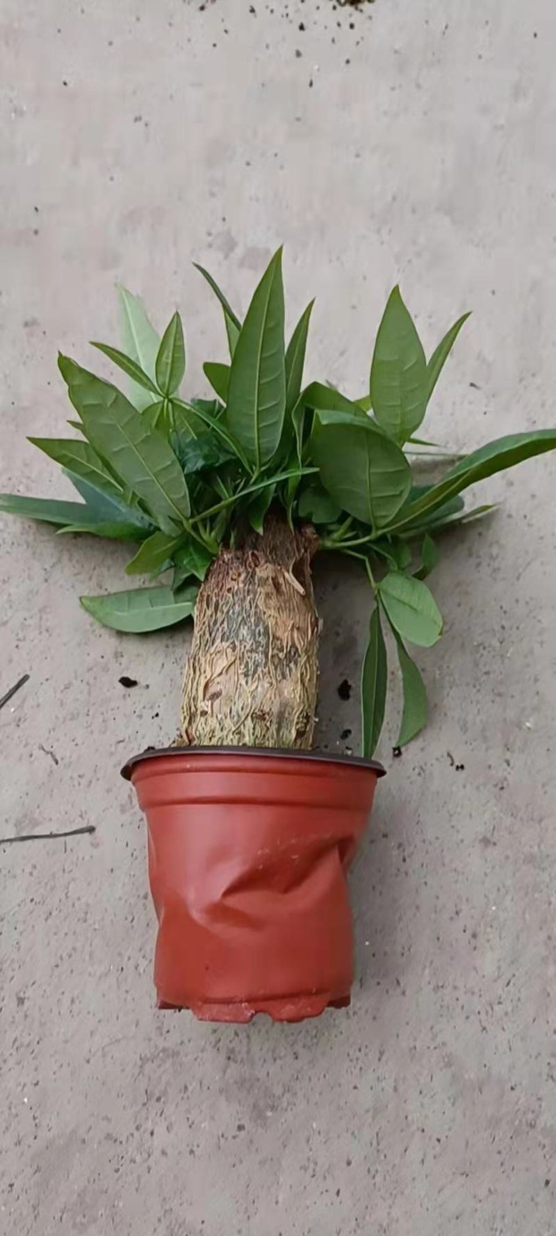 发财树盆栽植物花卉绿植陶瓷花盆办公室内盆栽净化空气