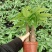 发财树盆栽植物花卉绿植陶瓷花盆办公室内盆栽净化空气