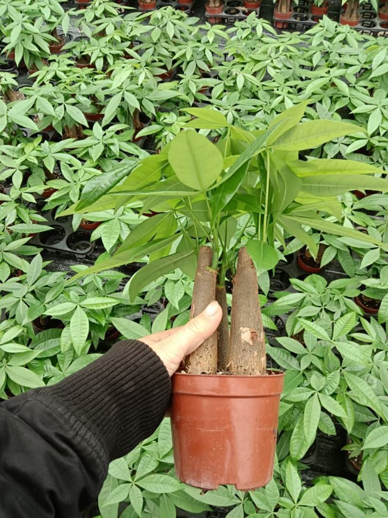 发财树盆栽植物花卉绿植陶瓷花盆办公室内盆栽净化空气
