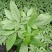 发财树盆栽植物花卉绿植陶瓷花盆办公室内盆栽净化空气