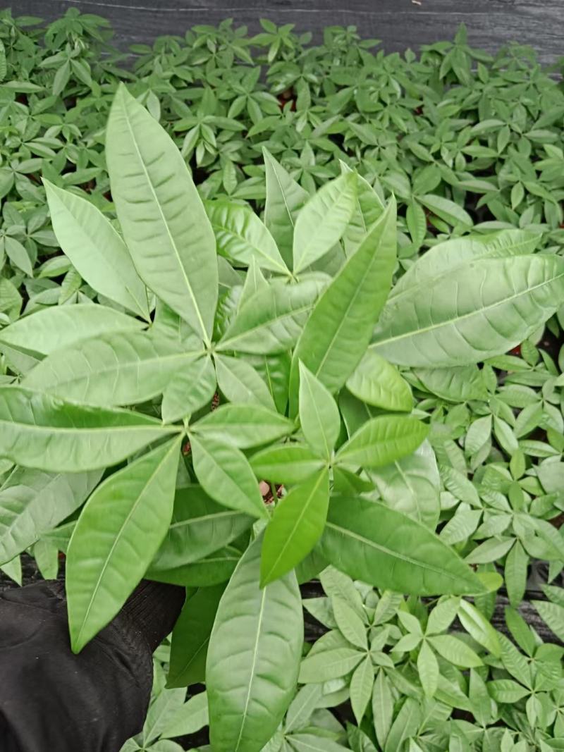发财树盆栽植物花卉绿植陶瓷花盆办公室内盆栽净化空气