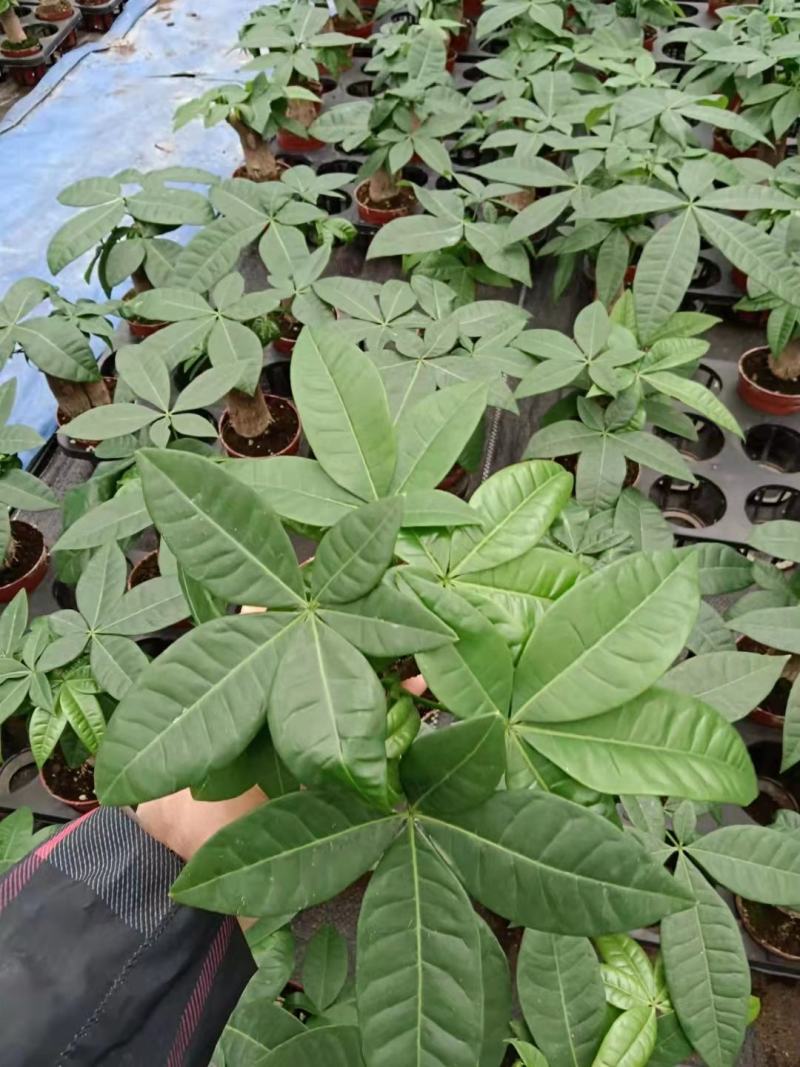 发财树盆栽植物花卉绿植陶瓷花盆办公室内盆栽净化空气