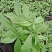 发财树盆栽植物花卉绿植陶瓷花盆办公室内盆栽净化空气