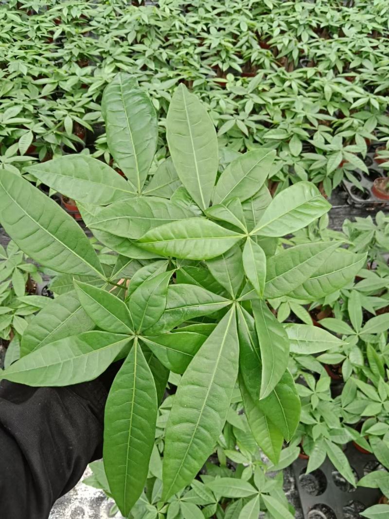 发财树盆栽植物花卉绿植陶瓷花盆办公室内盆栽净化空气