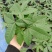 发财树盆栽植物花卉绿植陶瓷花盆办公室内盆栽净化空气