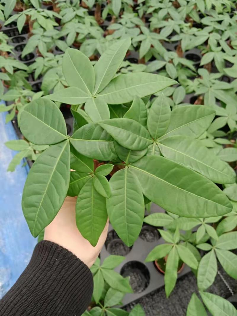 发财树盆栽植物花卉绿植陶瓷花盆办公室内盆栽净化空气