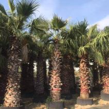 漳州老人葵精品批发价格福建老人葵种植基地批发直销