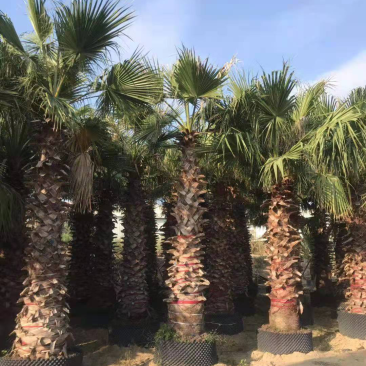 漳州老人葵精品批发价格福建老人葵种植基地批发直销