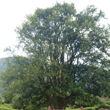 无量山古德1200年古树单株高品质客户预定