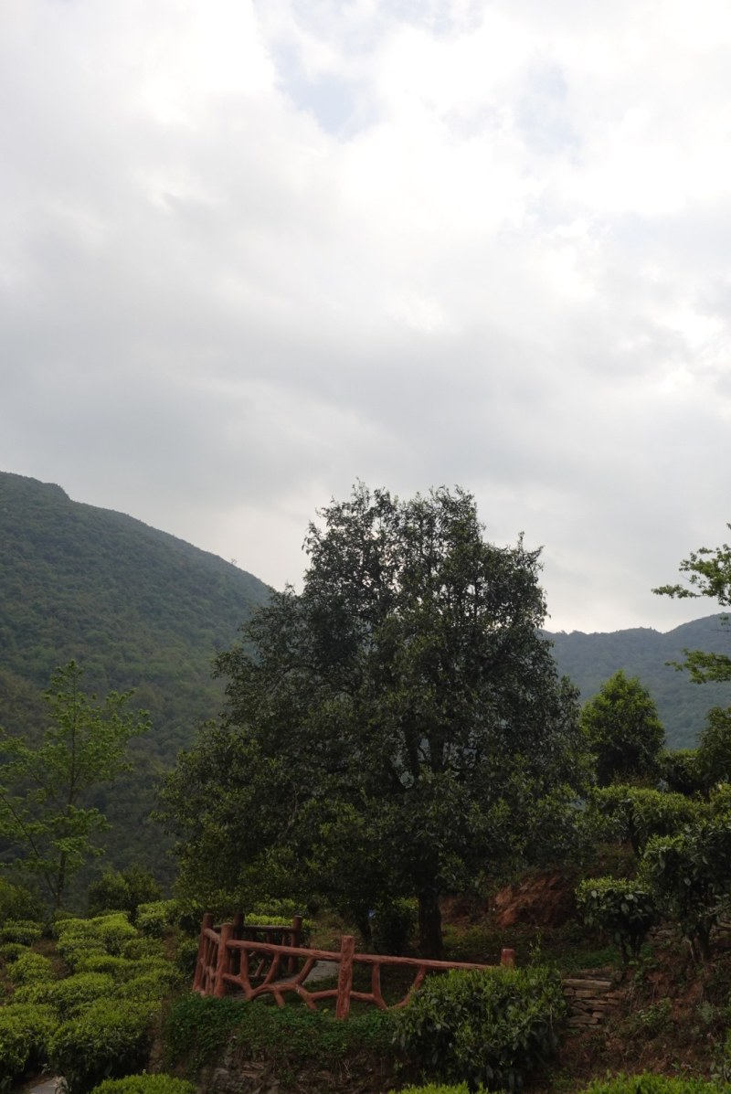 无量山古德1200年古树单株高品质客户预定