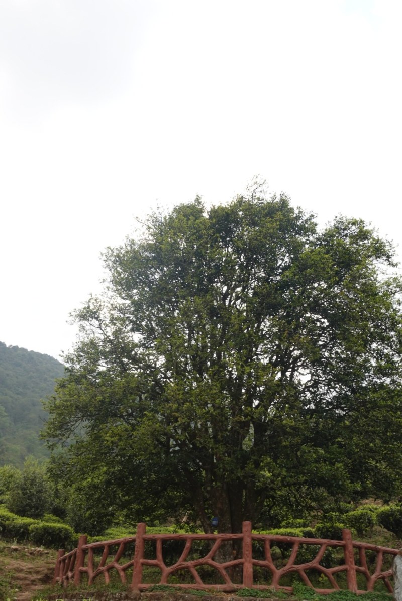 无量山古德1200年古树单株高品质客户预定
