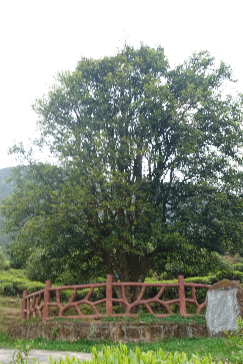 无量山古德1200年古树单株高品质客户预定