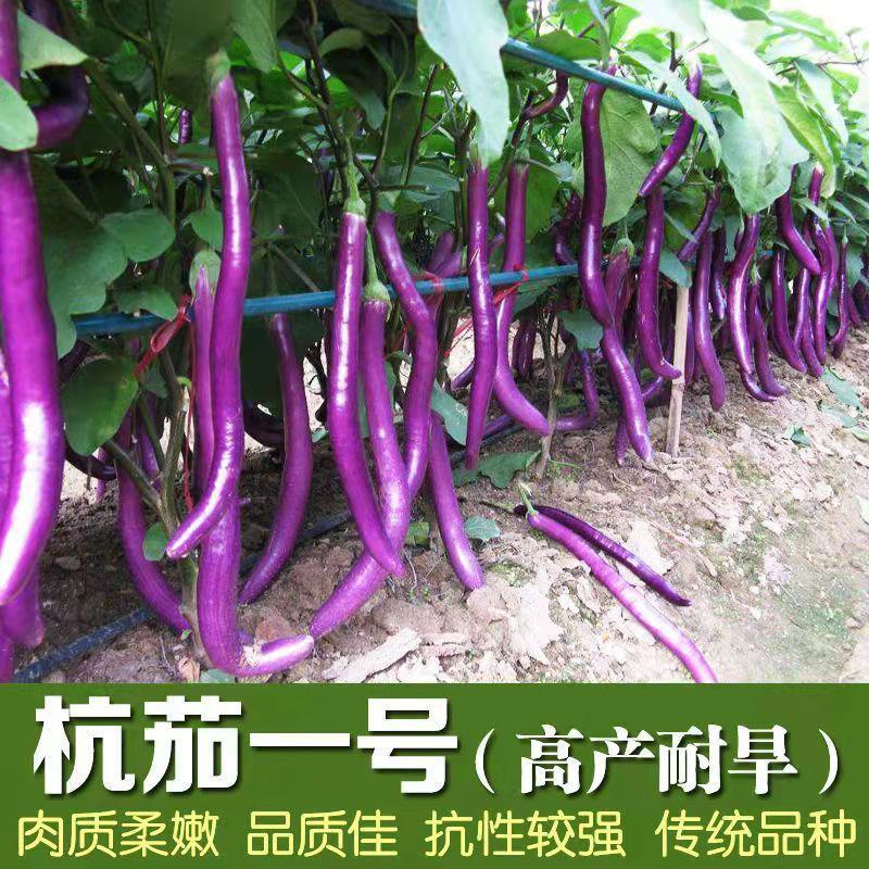 杭茄一号长茄种子茄子种孑线茄四季紫红蔬菜种籽春季秋冬茄子