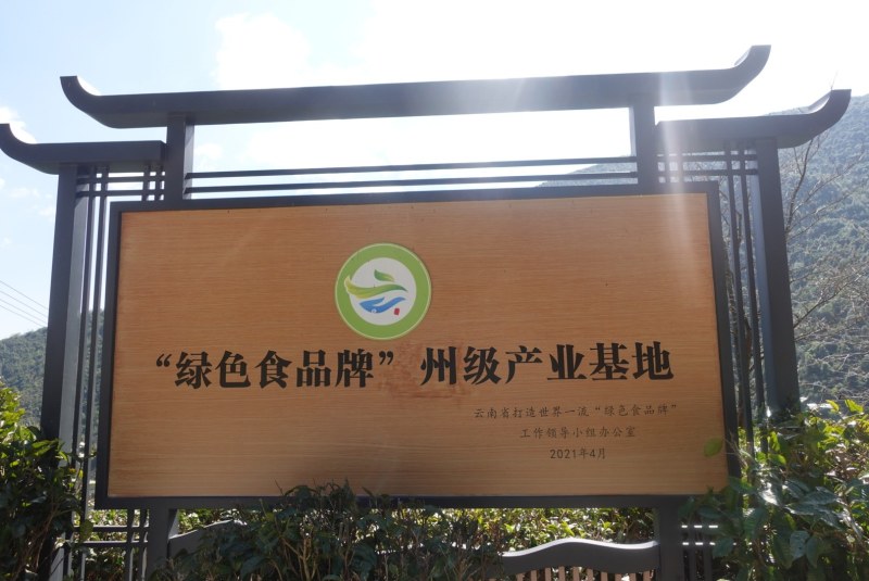 无量山古德1200年古树单株高品质客户预定