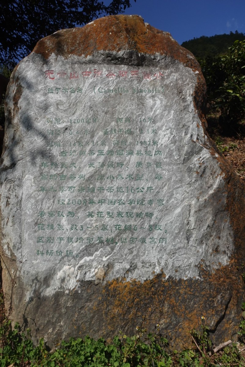 无量山古德1200年古树单株高品质客户预定