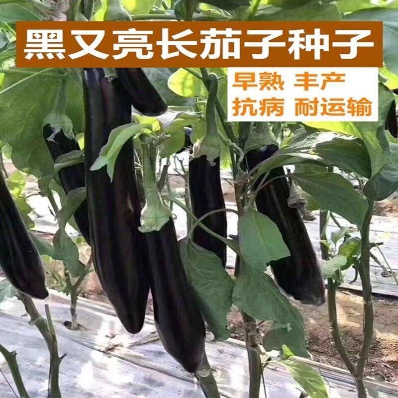 黑剑长茄子种子早熟高产抗病强耐贮运春秋播适广性强种籽大田