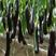 黑剑长茄子种子早熟高产抗病强耐贮运春秋播适广性强种籽大田